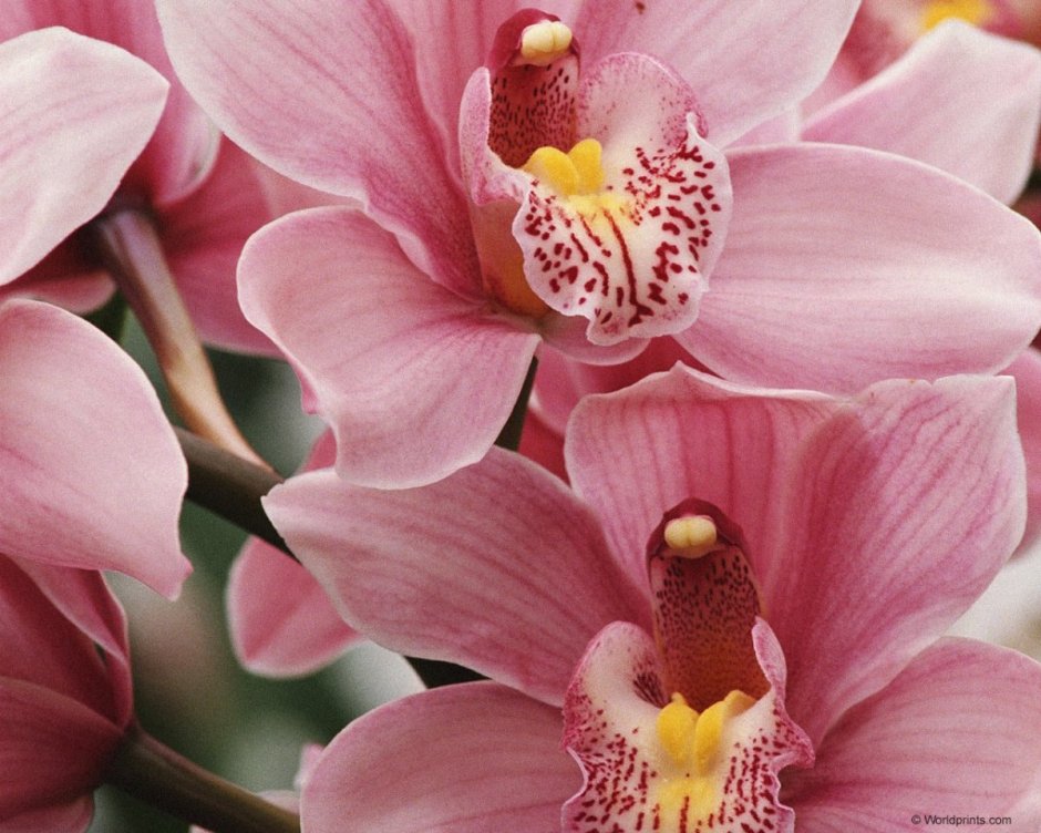 Орхидея Цимбидиум розовая
