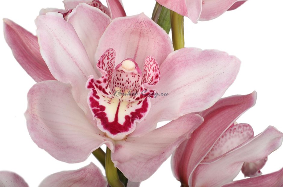 Орхидея Цимбидиум белая