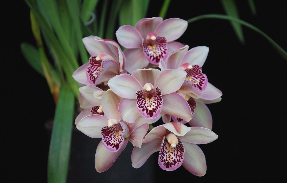Орхидея Цимбидиум розовая