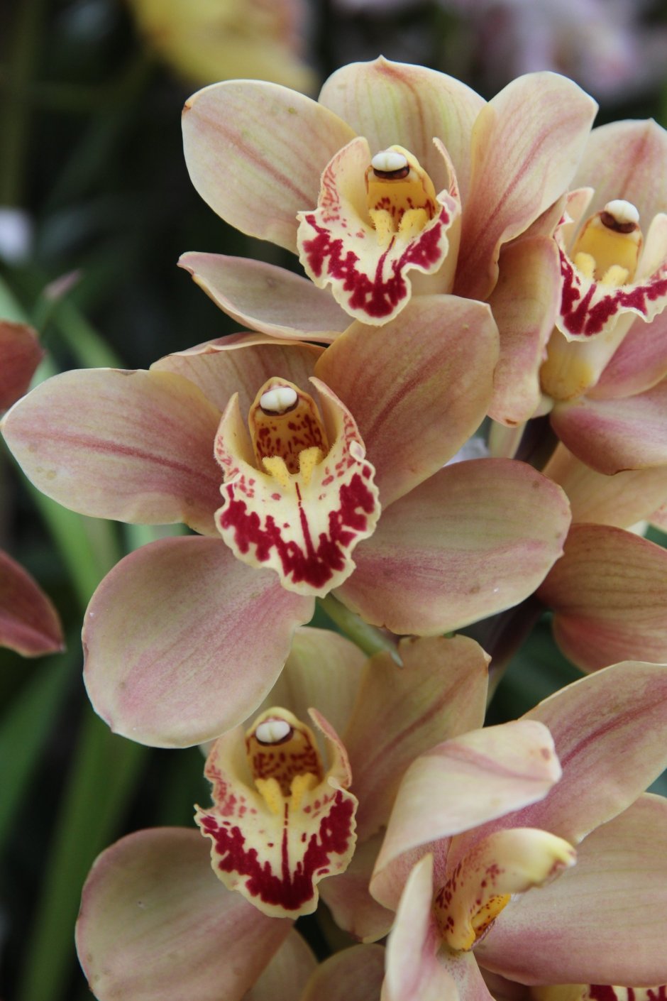 Орхидея Цимбидиум