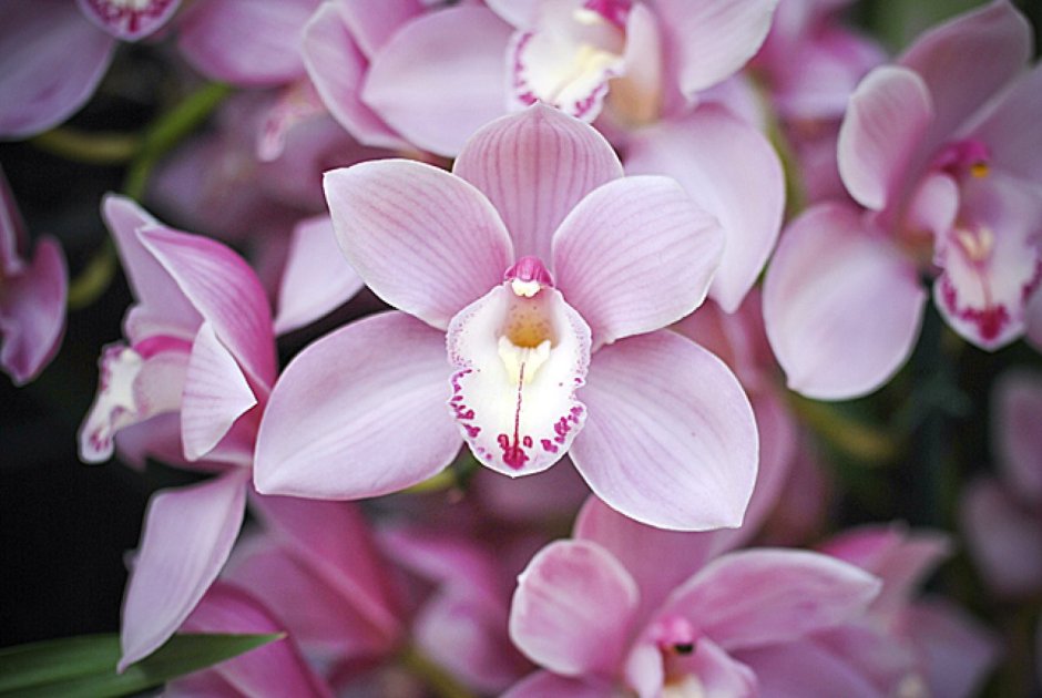 Орхидея Pink Glow