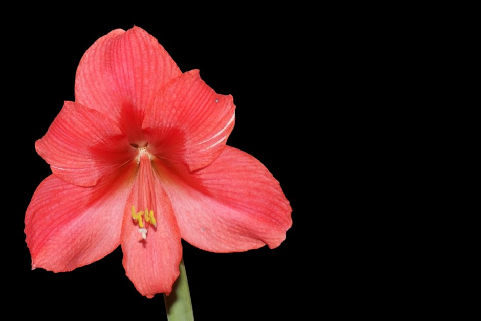 Гиппеаструм Pink Blossom