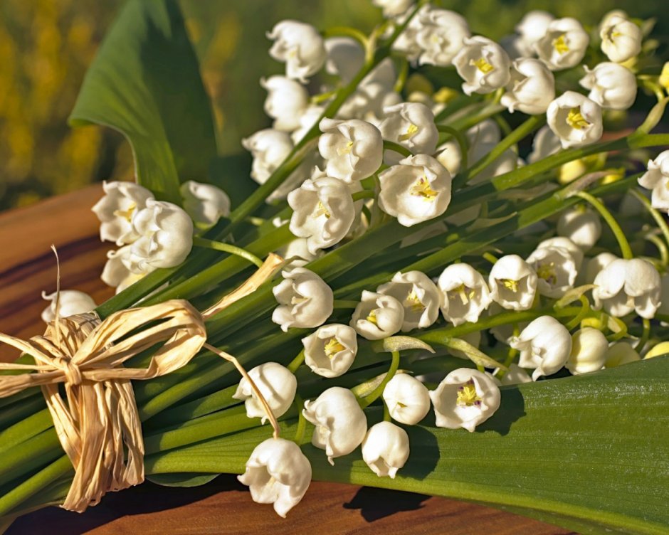 Lily of the Valley (Convallaria)