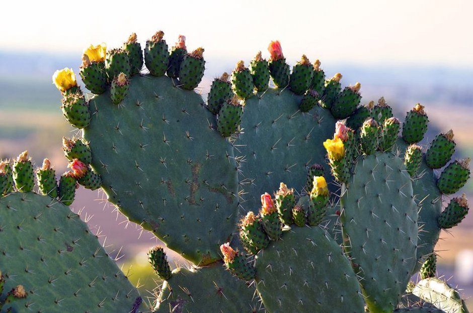 Opuntia Microdasys subsp. Rufida