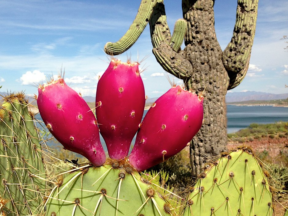 Кактус Opuntia albispina