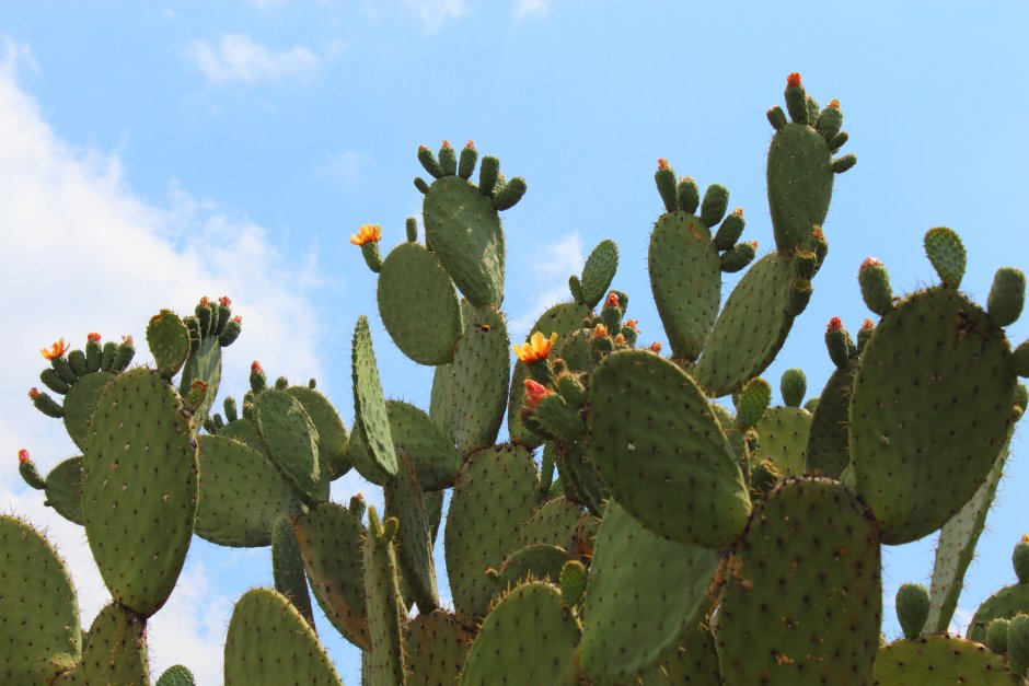 Opuntia hintonii