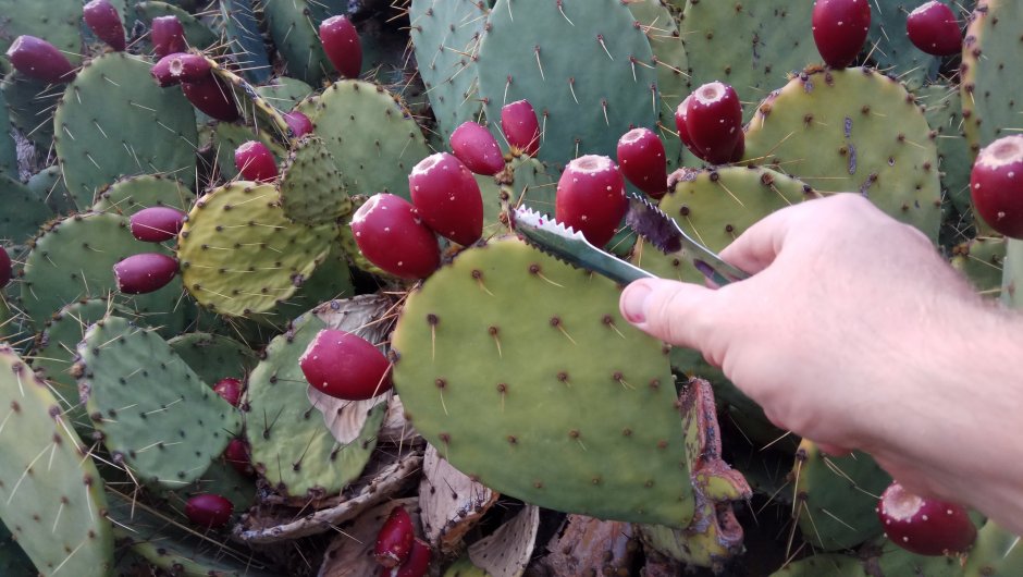 Opuntia Microdasys