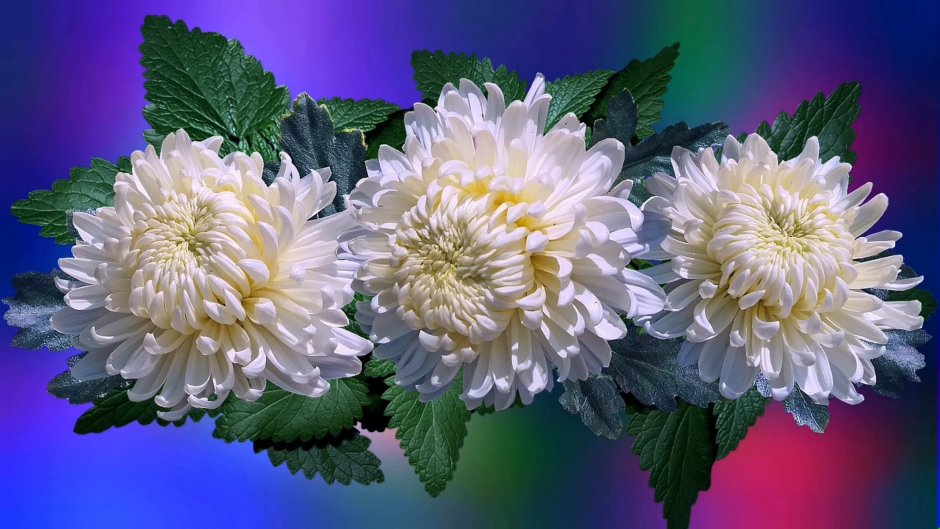 Хризантема корейская (Chrysanthemum koreanum