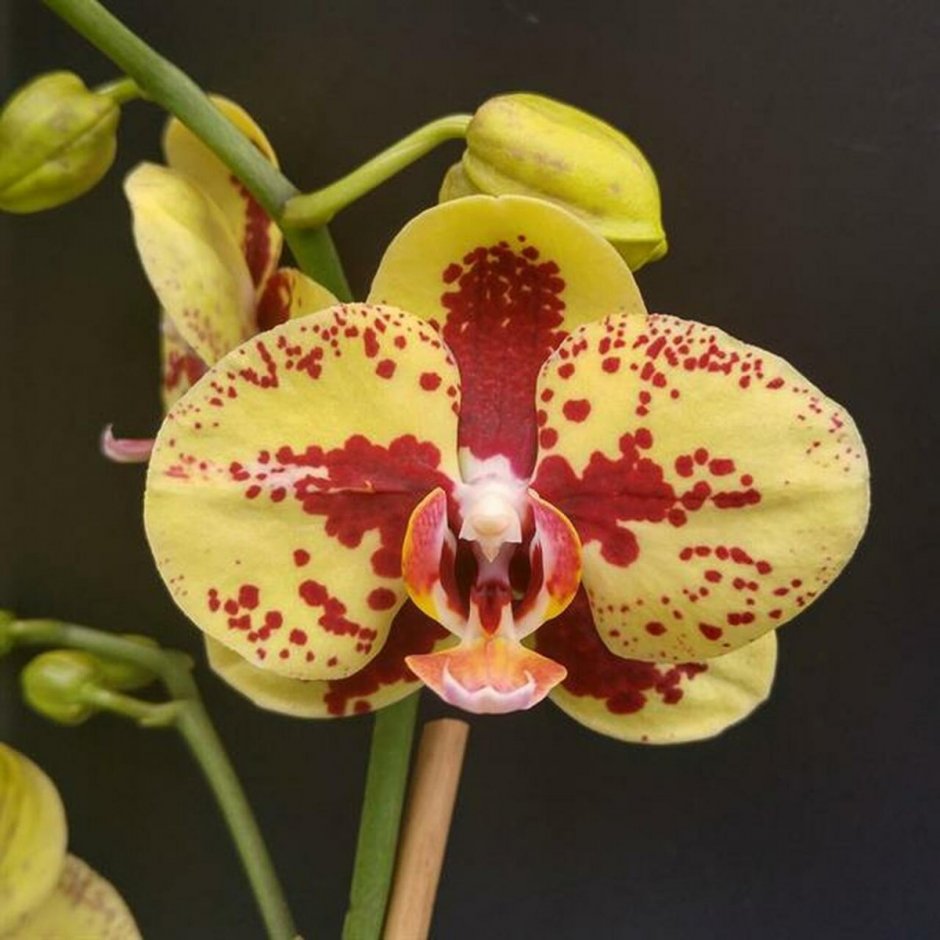 Орхидея KV Charmer