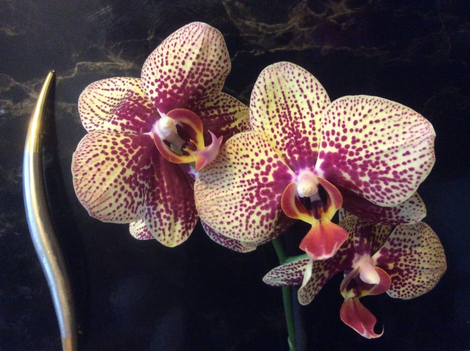 Орхидея Армион