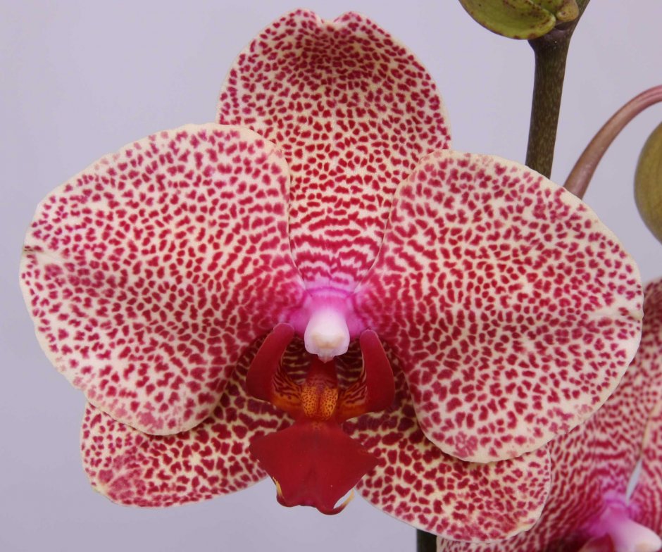 Орхидея 1080*1080