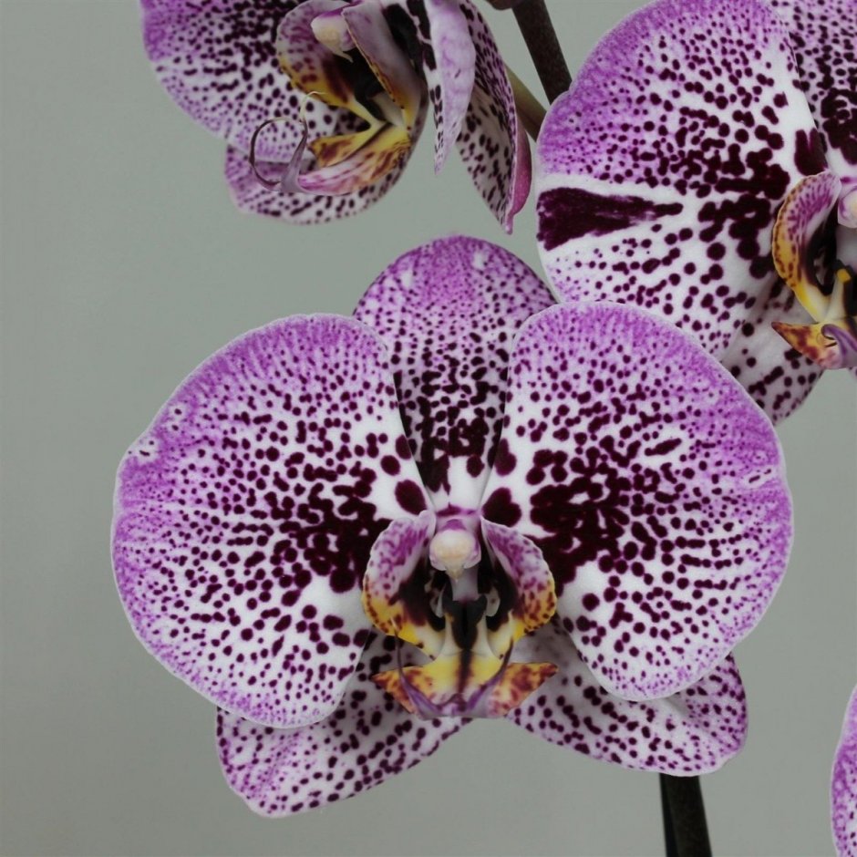 Орхидея фаленопсис Чармер