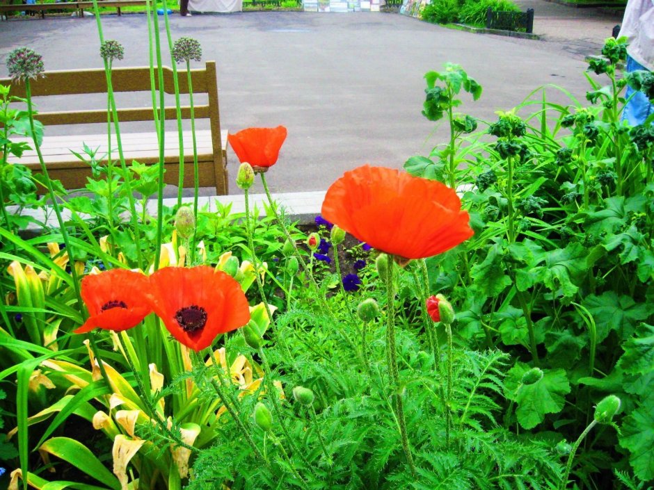 Маки Papaver клумба