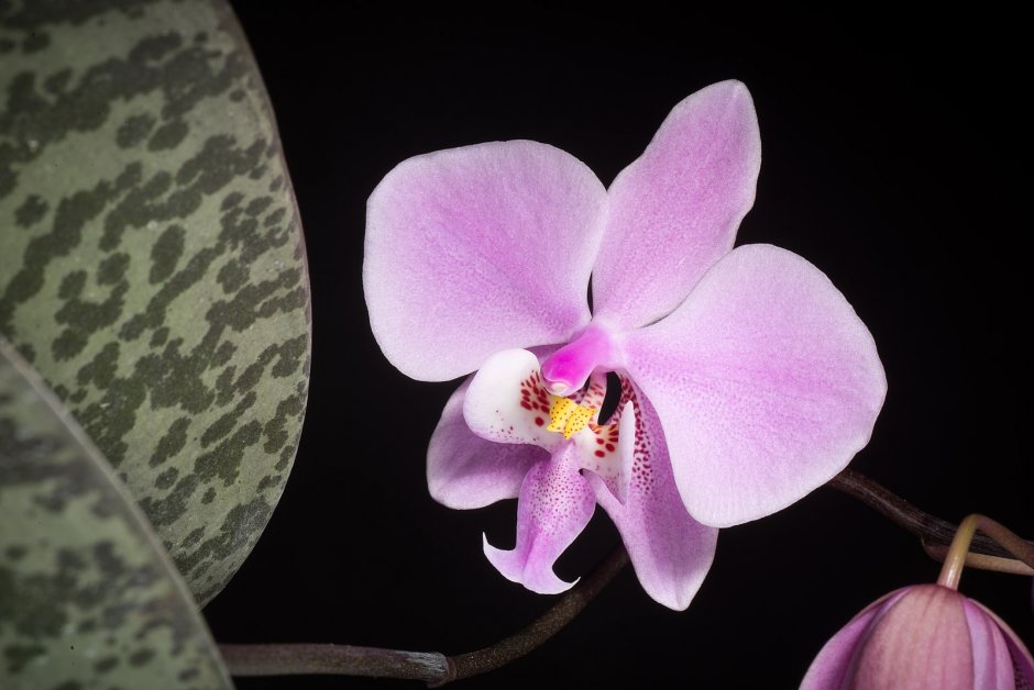 Орхидея Phalaenopsis Kellion