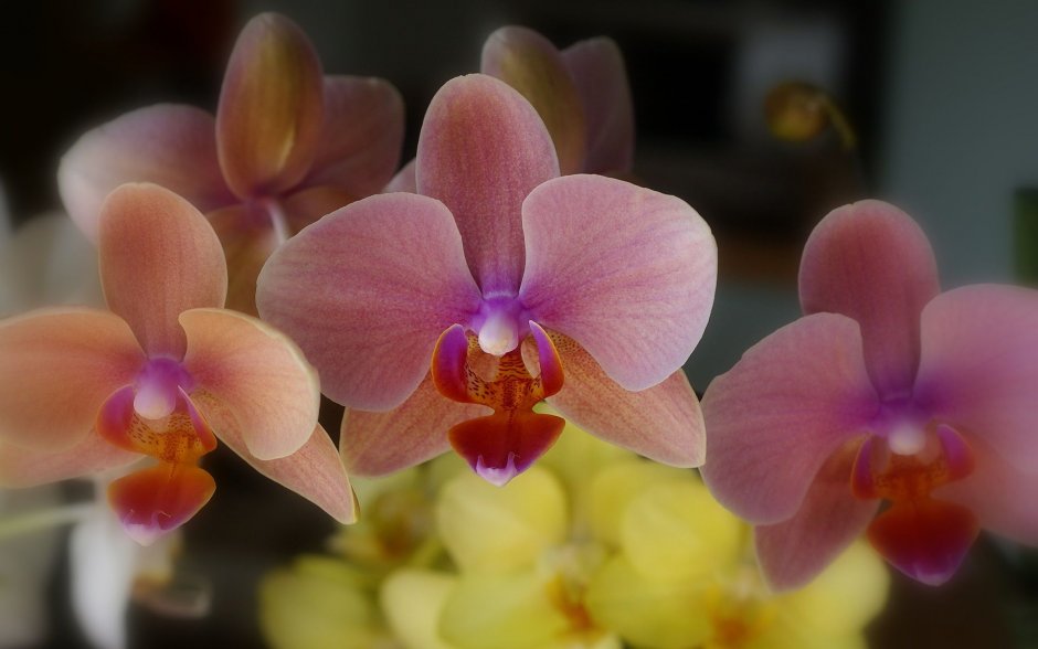 Орхидея Phalaenopsis