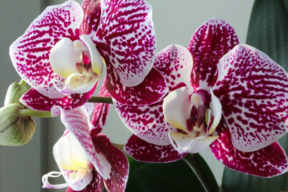 Phalaenopsis stuartiana