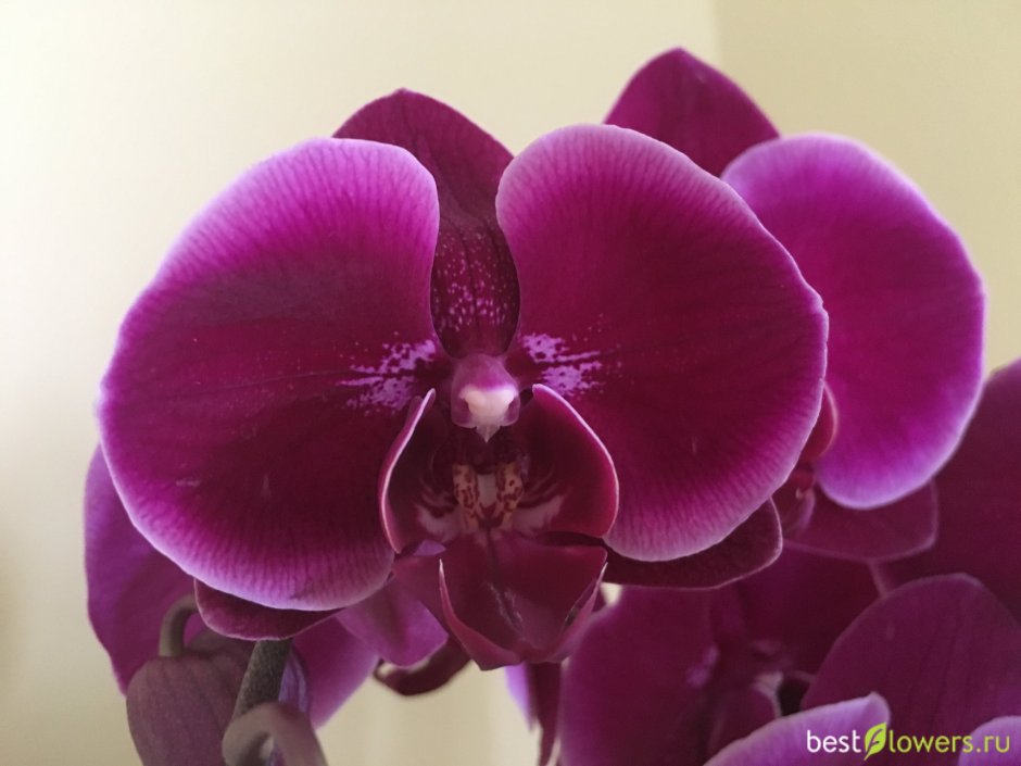 Орхидея Phalaenopsis Monza