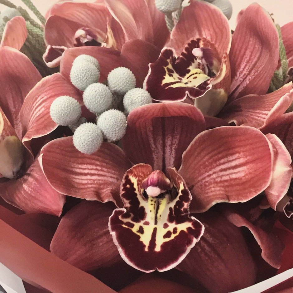 Орхидея марсала