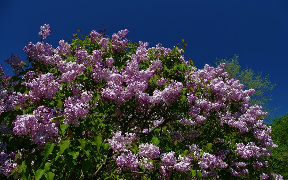 Сирень Syringa