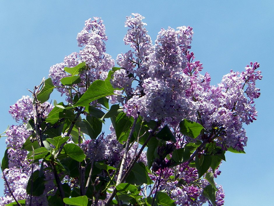 Сирень Syringa