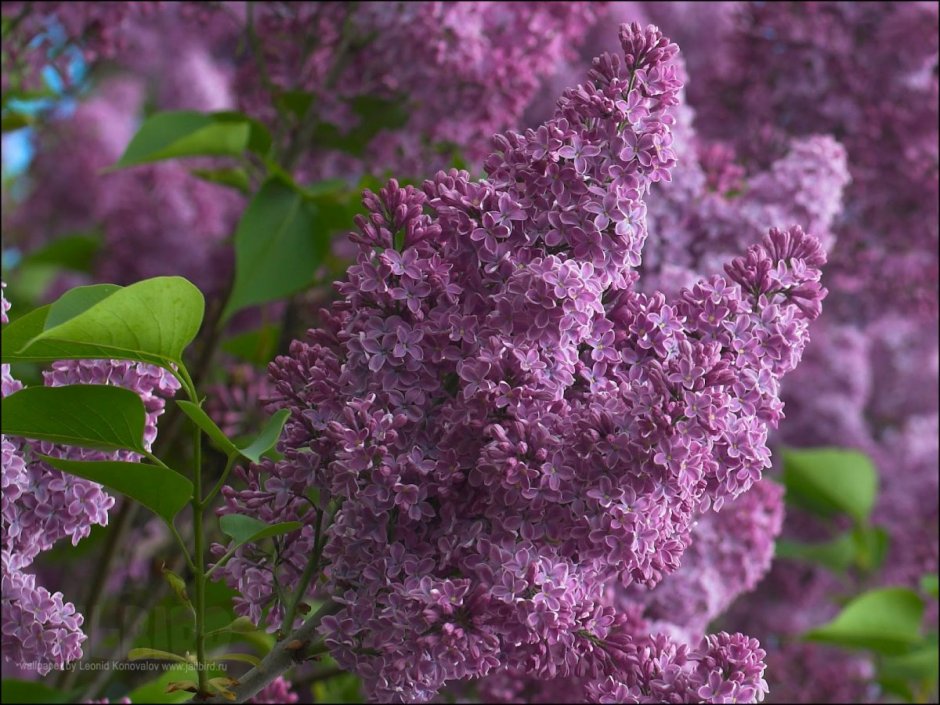 Сирень Айгуль