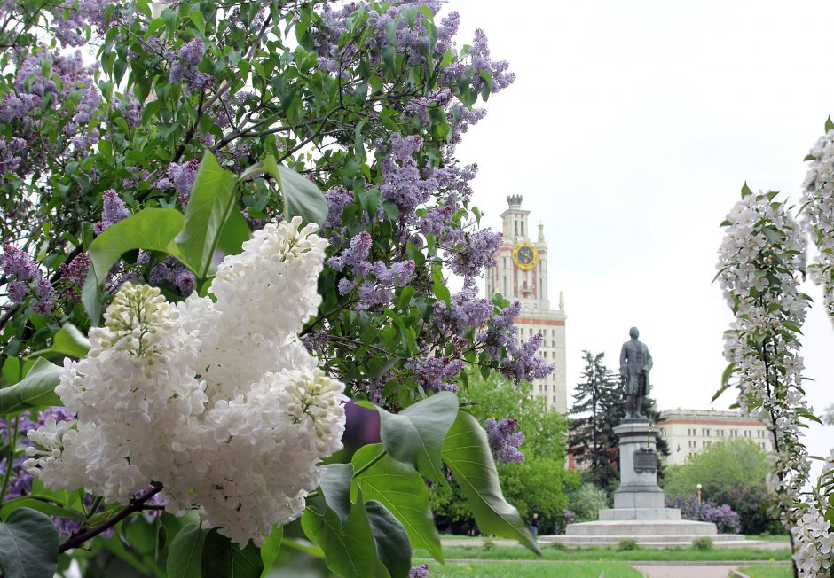 Царское село Санкт-Петербург и сирень