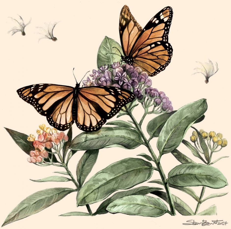 Бабочка Морфо на цветочке