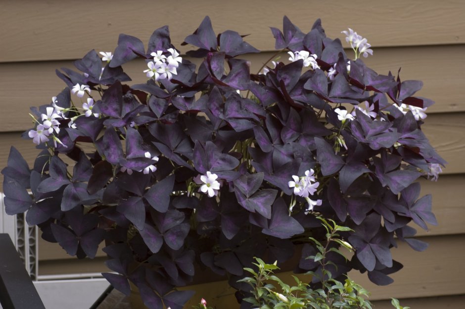 Цветок оксалис с фиолетовыми листьями