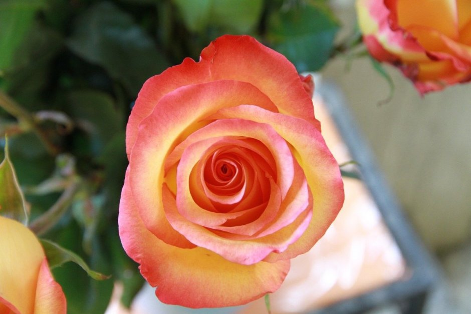 Polar Star Hybrid Tea Rose Bushes