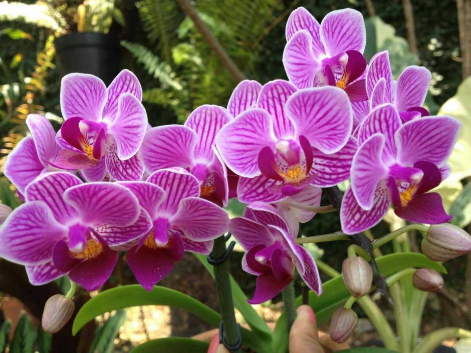 Мини орхидеи виды и сорта