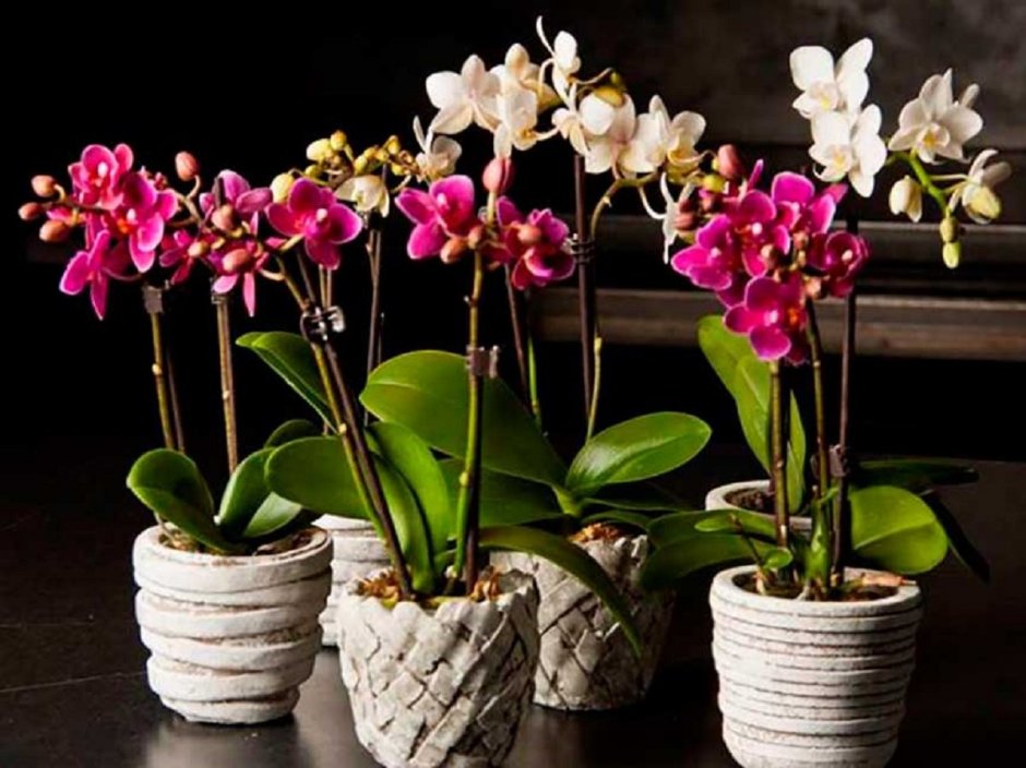 Орхидея фаленопсис Родина растения