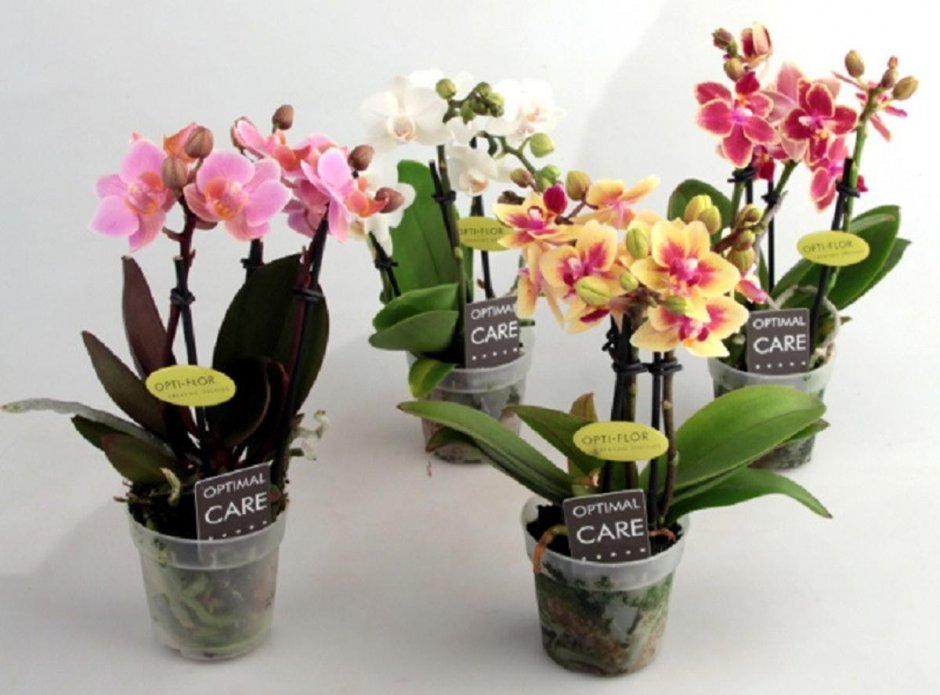 Мини орхидеи фаленопсис