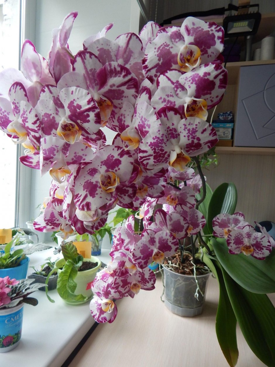 Орхидея Phalaenopsis Carmen