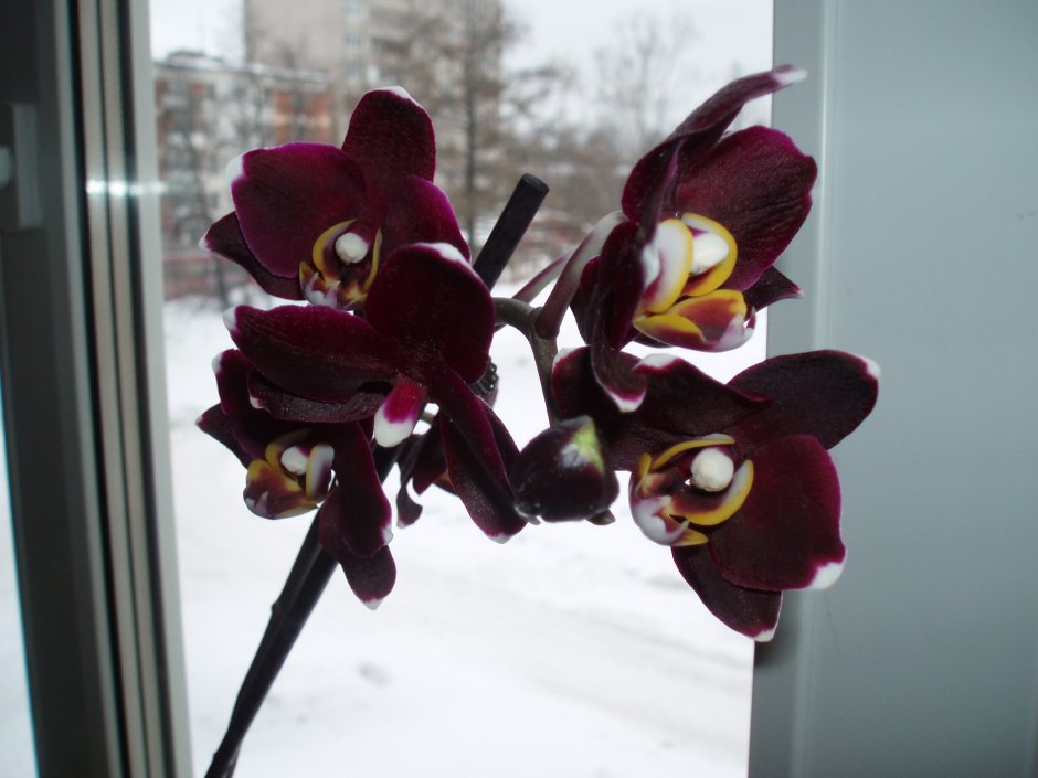 Саншайн Орхидея фаленопсис