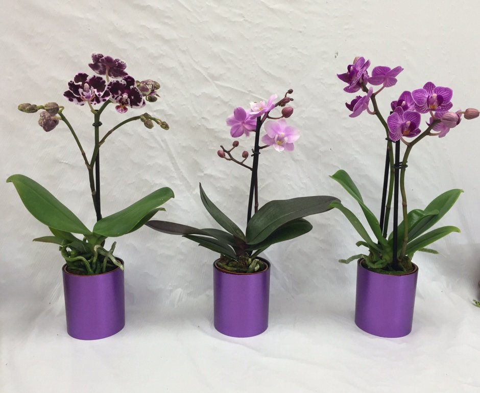 Мини орхидеи фаленопсис карлики