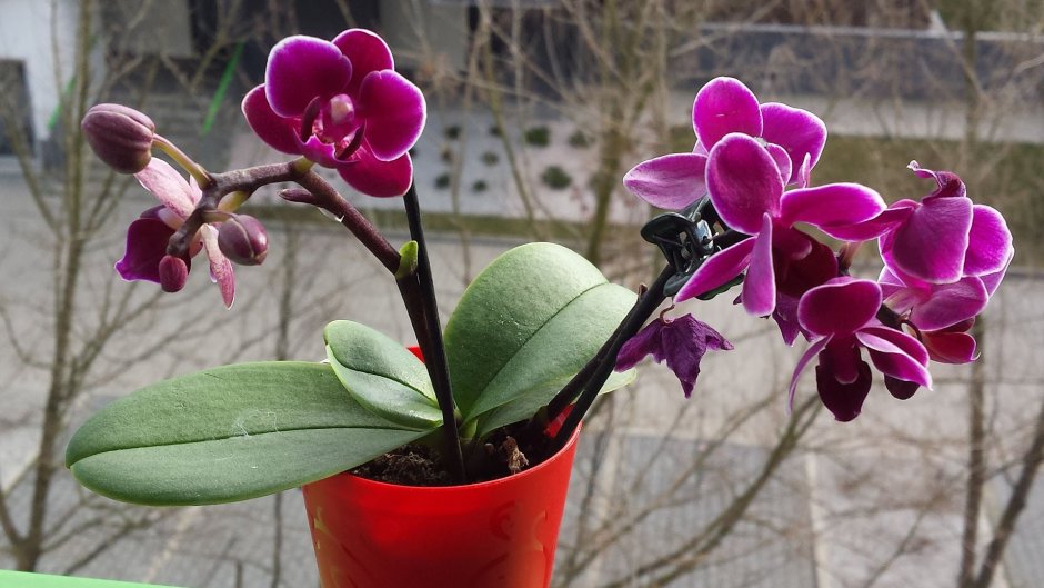 Карликовые орхидеи фаленопсис