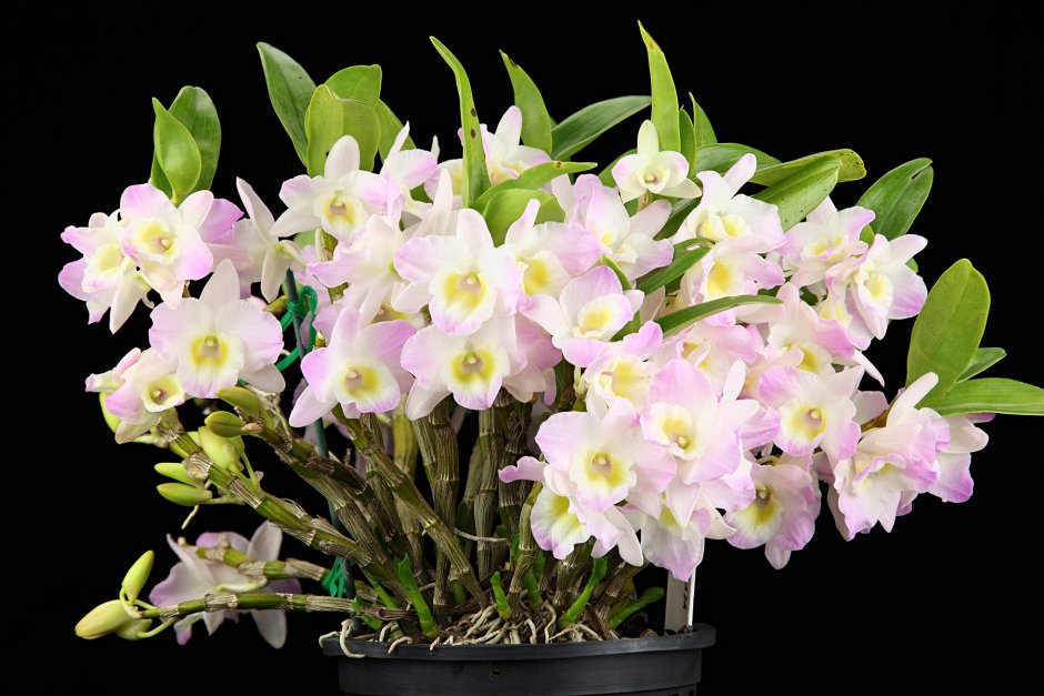 Орхидея Изабель фаленопсис