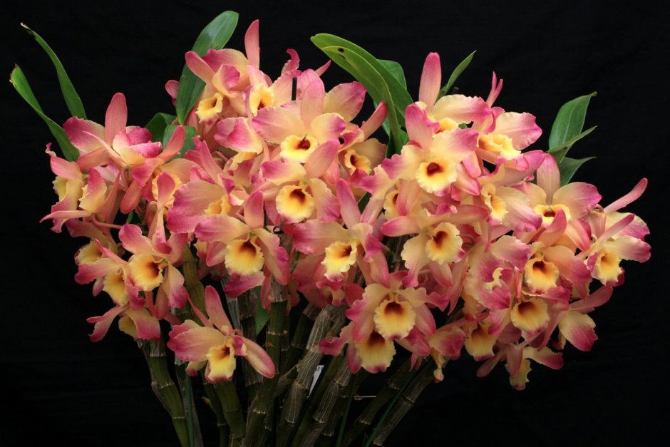 Комнатная Орхидея фаленопсис