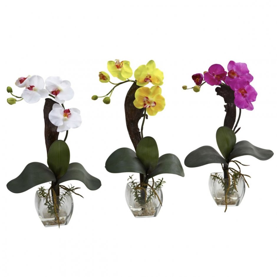 Мини орхидеи фаленопсис