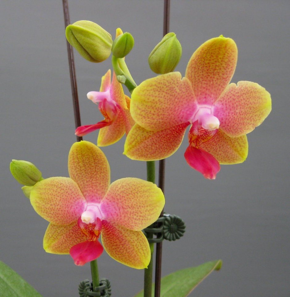 Пурпурная Орхидея тигровая фаленопсис