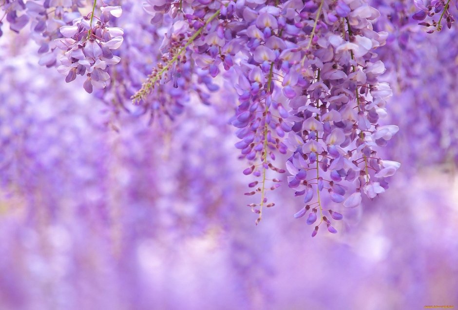 С 8 марта фиолетовые цветы