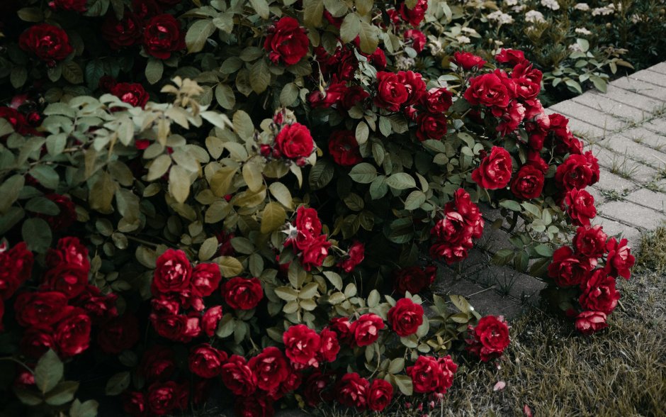 Розарий из красных роз