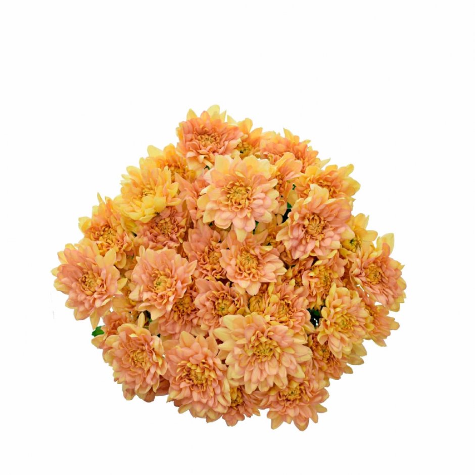 Хризантема кустовая Fiana