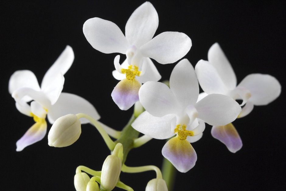 Фаленопсис Phal. Equestris