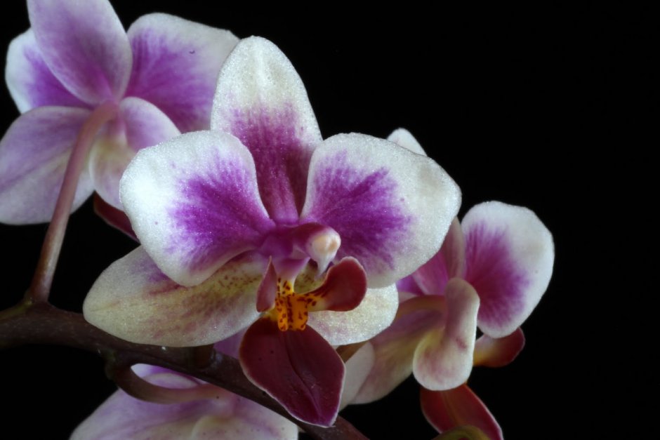 Phal.(be tris-Taida Pearl)’es’