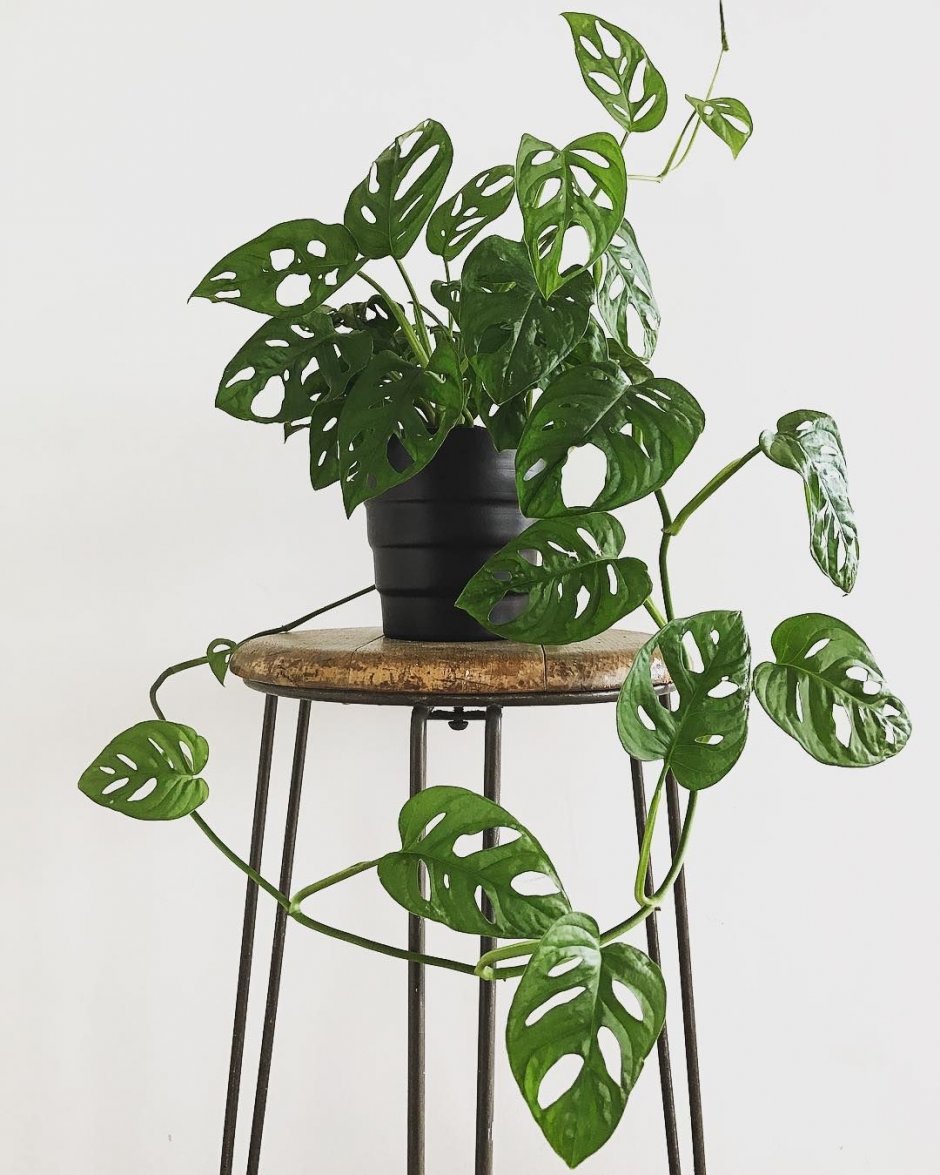 Монстера обликва (Monstera obliqua)