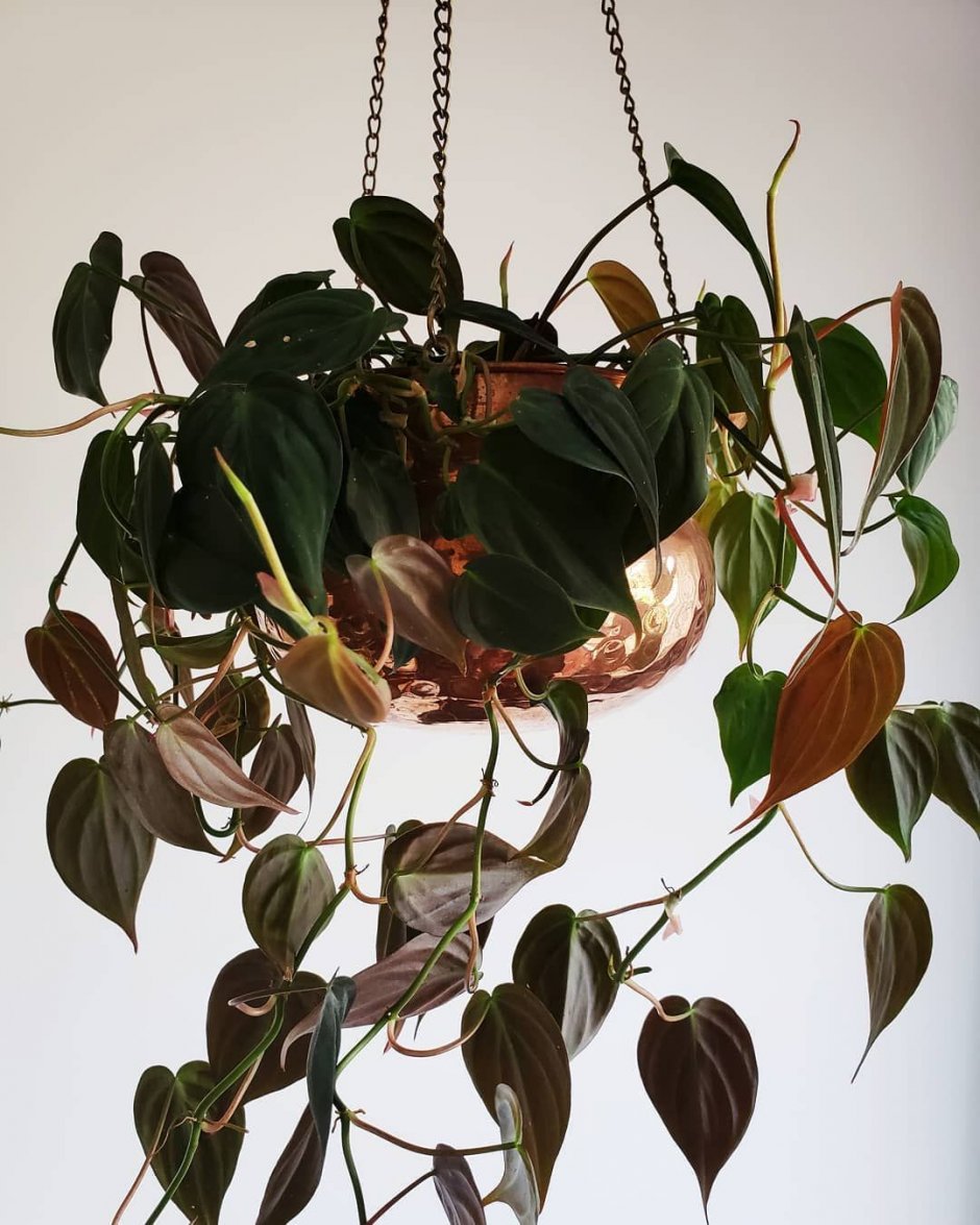 Philodendron Micans