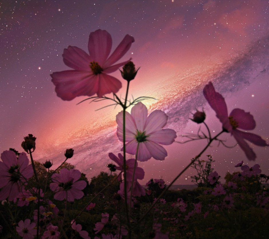 Цветы на фоне ночного неба