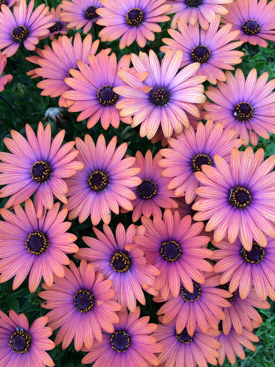 Остеоспермум African Daisy