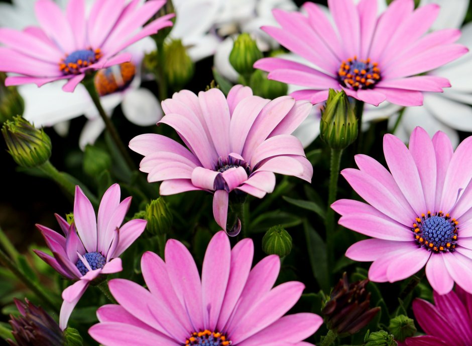 Osteospermum Pink Whirls Flower листья стебель